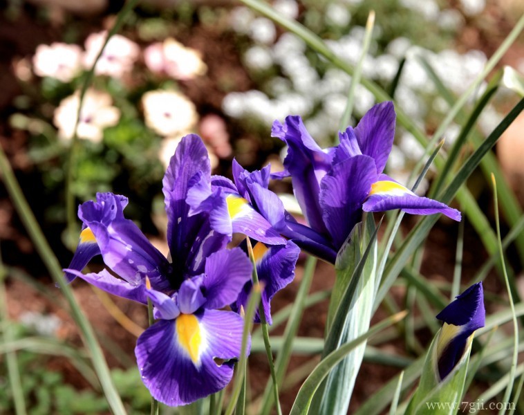 紫色娇俏的鸢尾花摄影写真