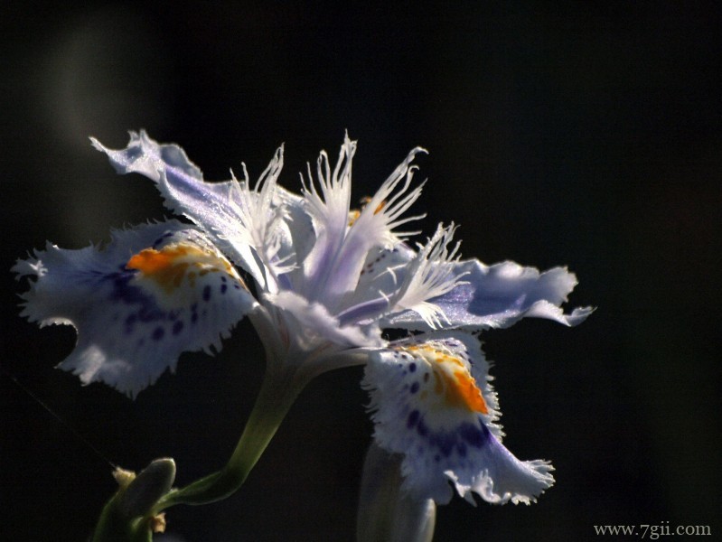 紫色娇俏的鸢尾花摄影写真