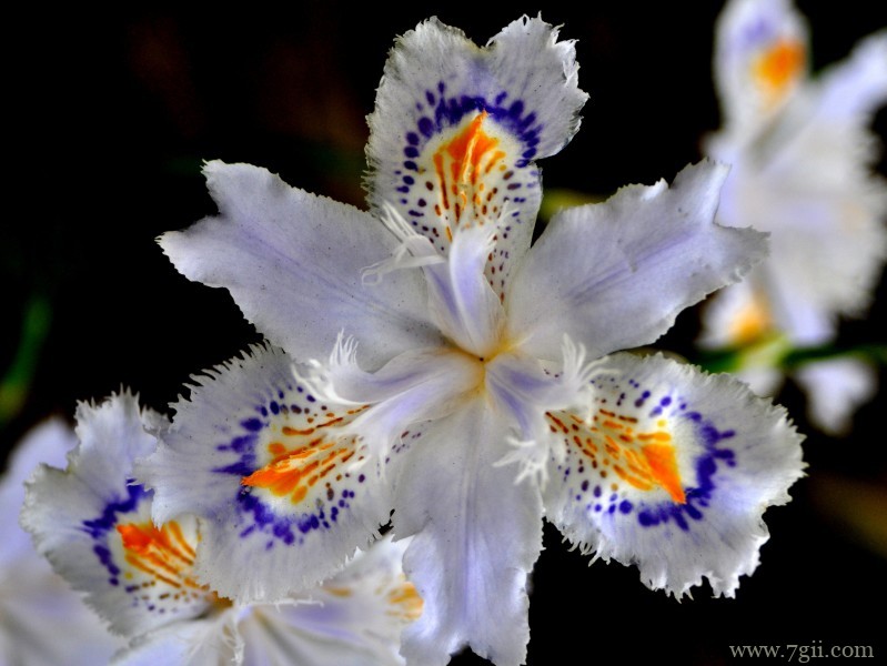 紫色娇俏的鸢尾花摄影写真