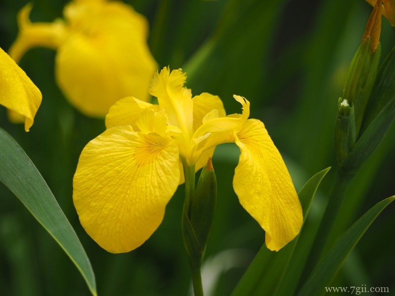 紫色娇俏的鸢尾花摄影写真