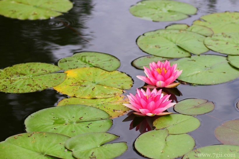 端庄优雅的睡莲摄影写真