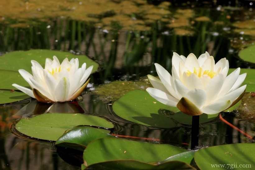 端庄优雅的睡莲摄影写真