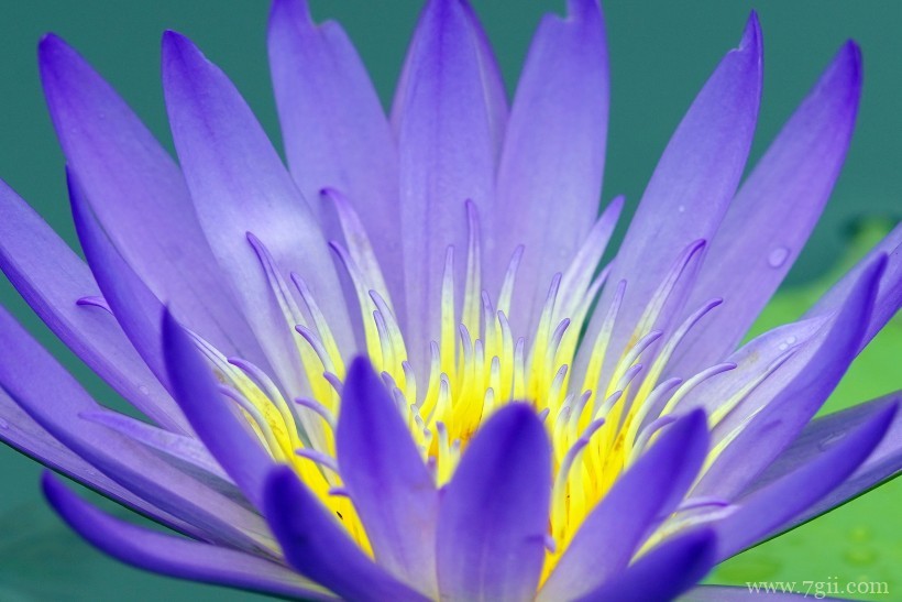 端庄优雅的睡莲摄影写真