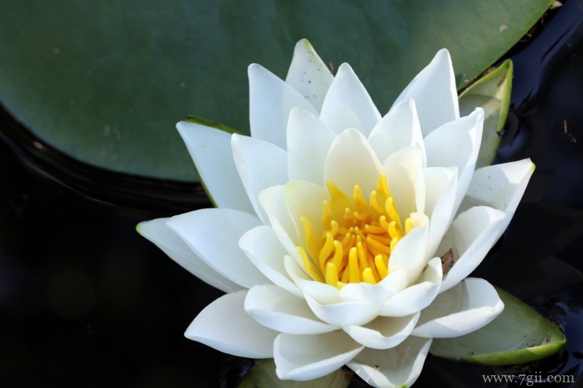 端庄优雅的睡莲摄影写真