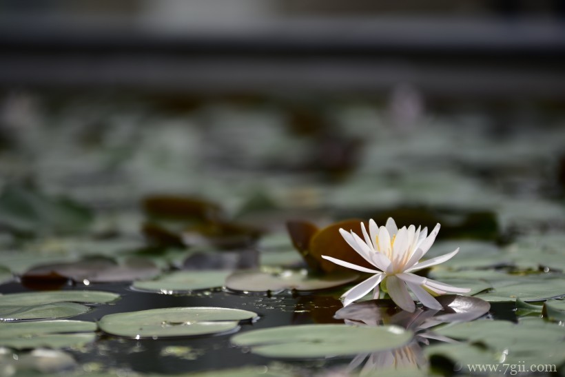 端庄优雅的睡莲摄影写真