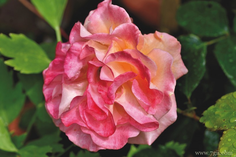 绽放的娇媚温柔粉玫瑰花卉特写