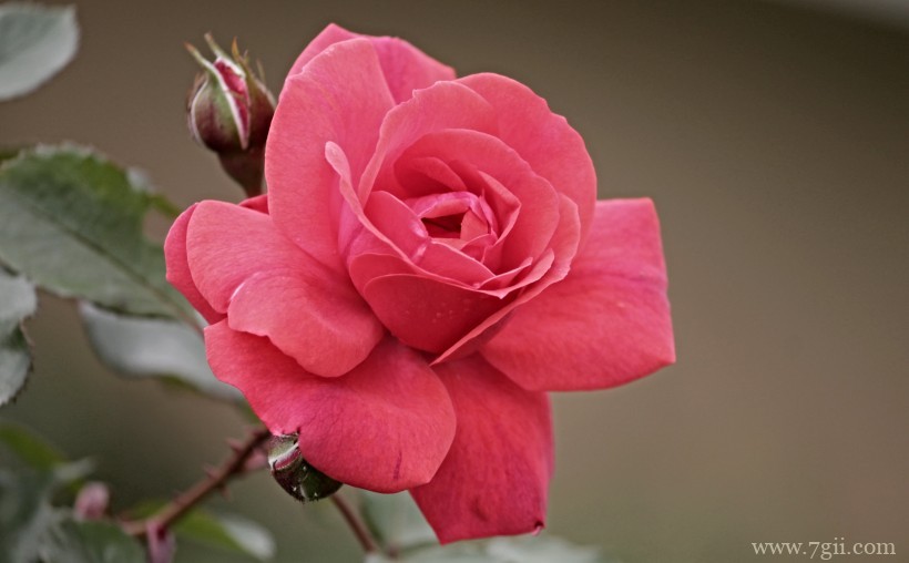 绽放的娇媚温柔粉玫瑰花卉特写