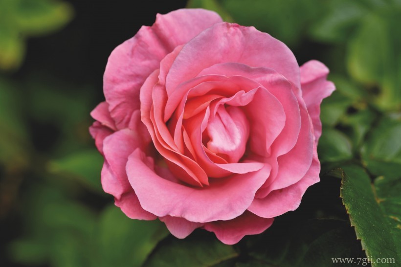 绽放的娇媚温柔粉玫瑰花卉特写