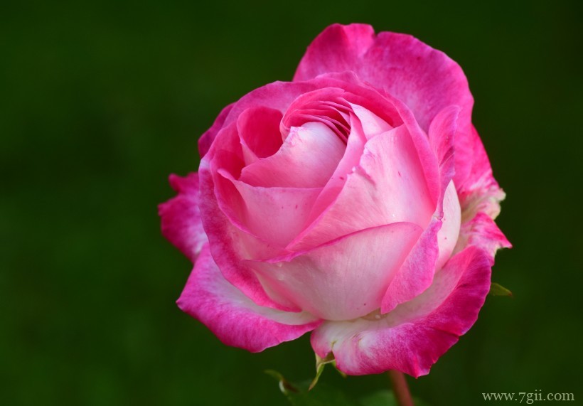 绽放的娇媚温柔粉玫瑰花卉特写