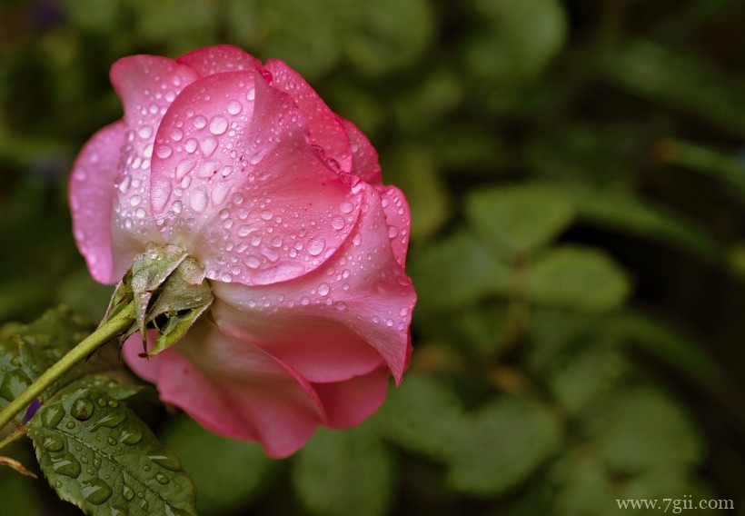 绽放的娇媚温柔粉玫瑰花卉特写