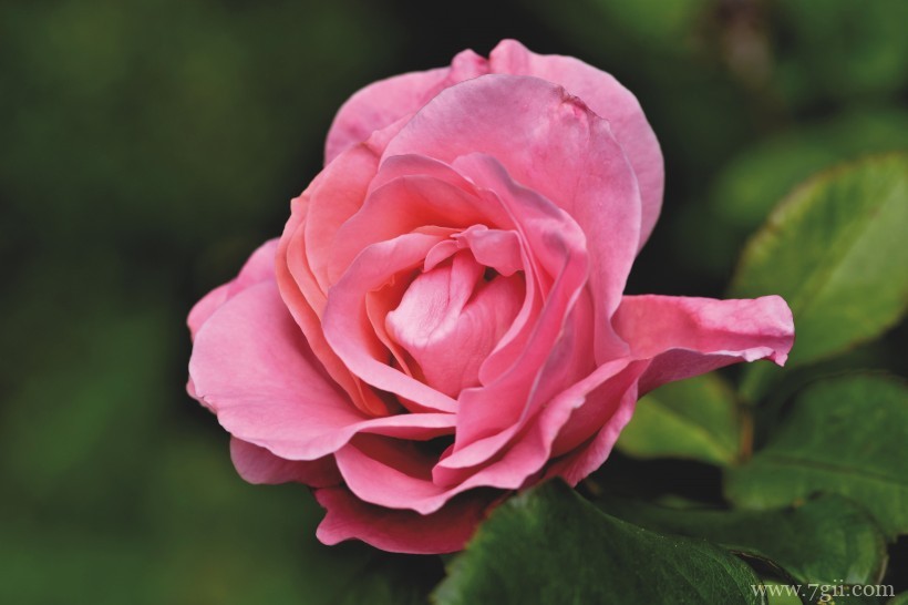 绽放的娇媚温柔粉玫瑰花卉特写