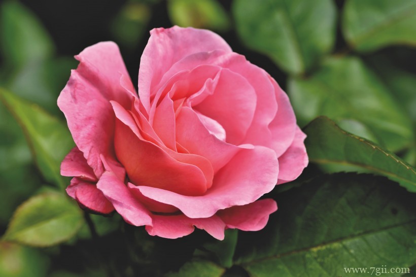 绽放的娇媚温柔粉玫瑰花卉特写