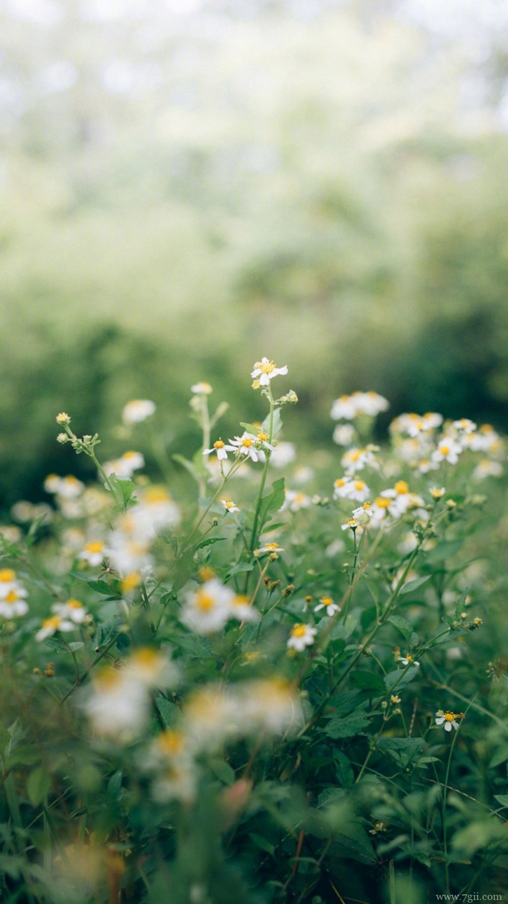 植物唯美意境小清新花朵图片