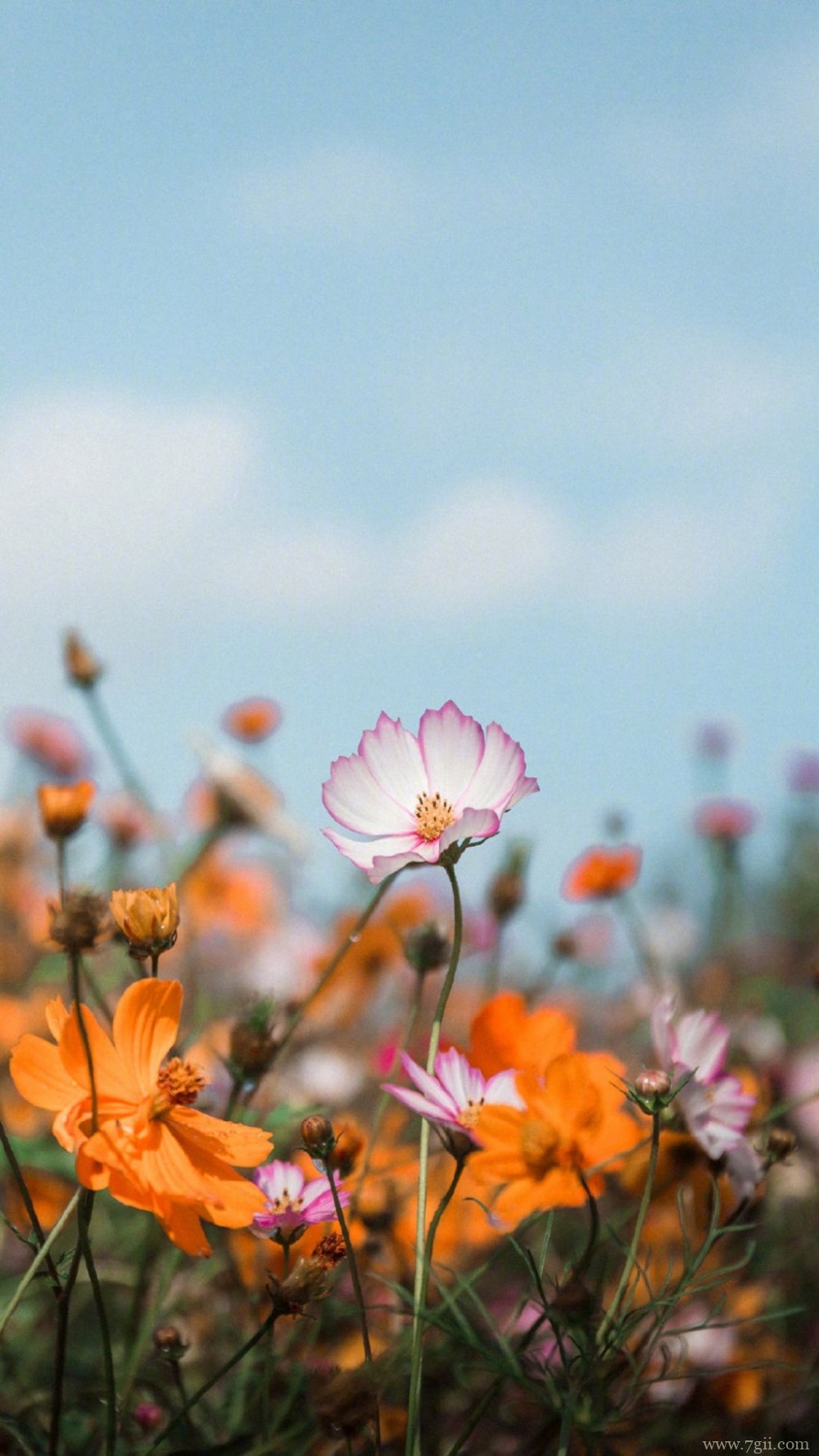 植物唯美意境小清新花朵图片