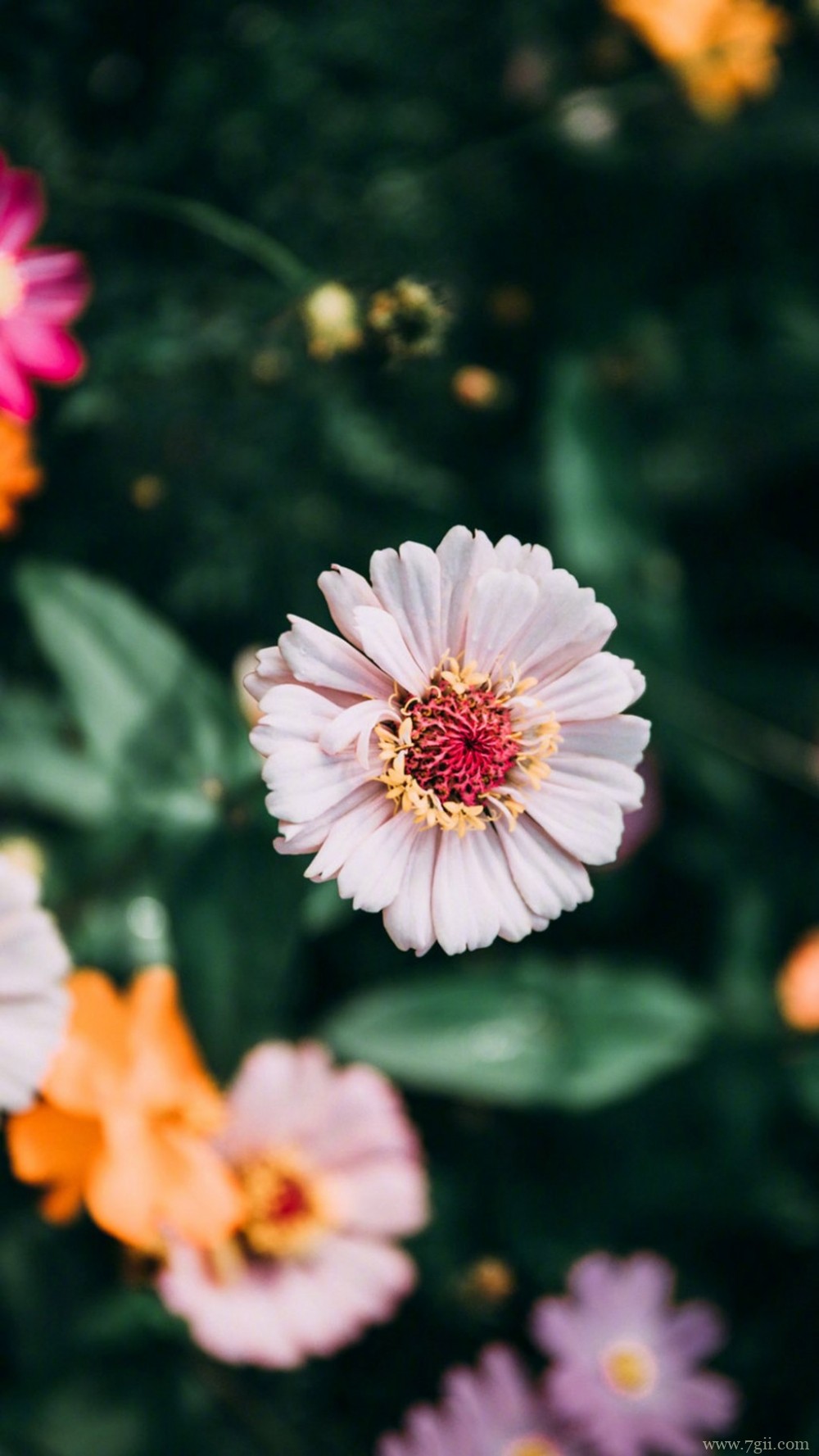 植物唯美意境小清新花朵图片