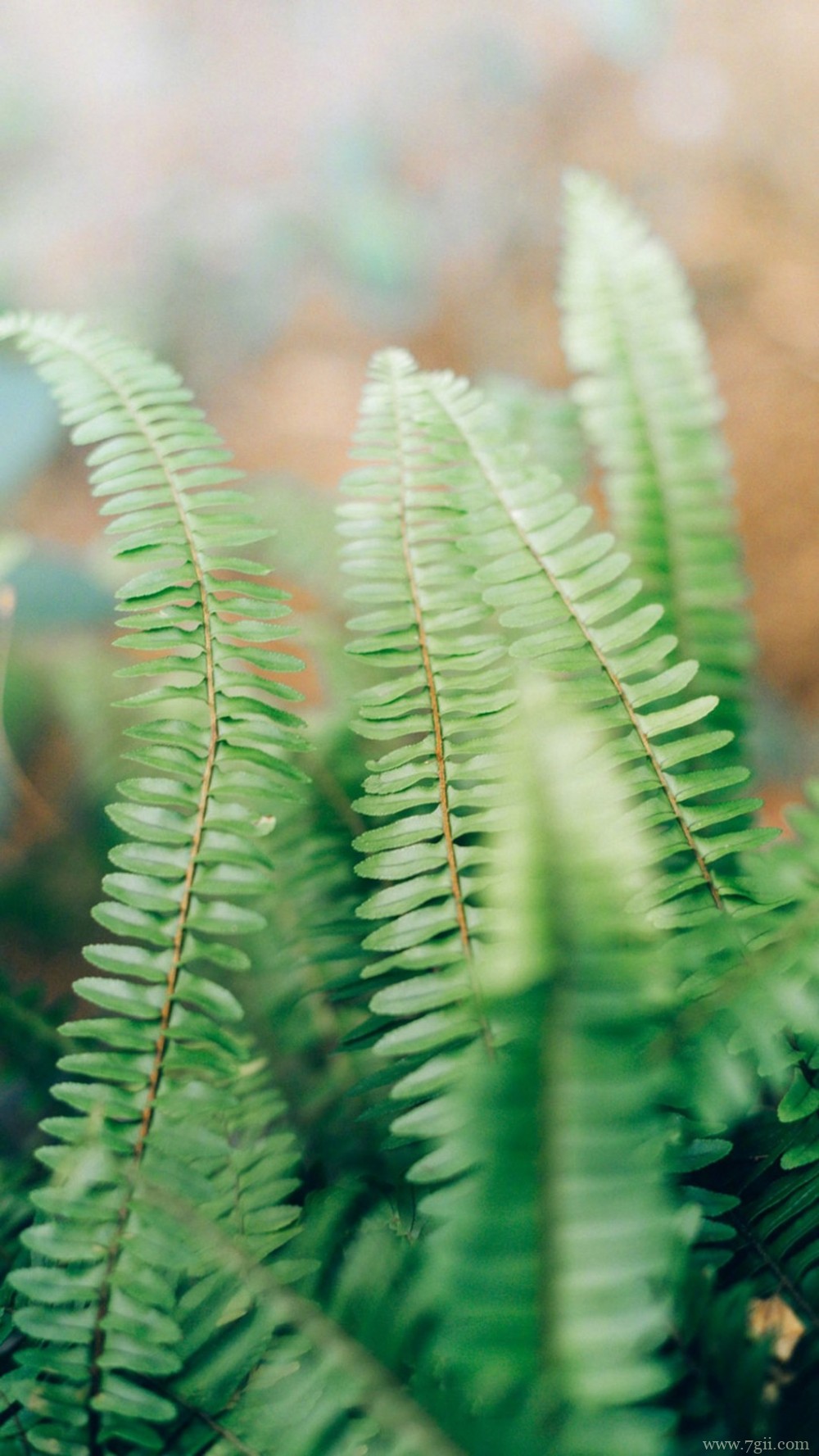 植物唯美意境小清新花朵图片