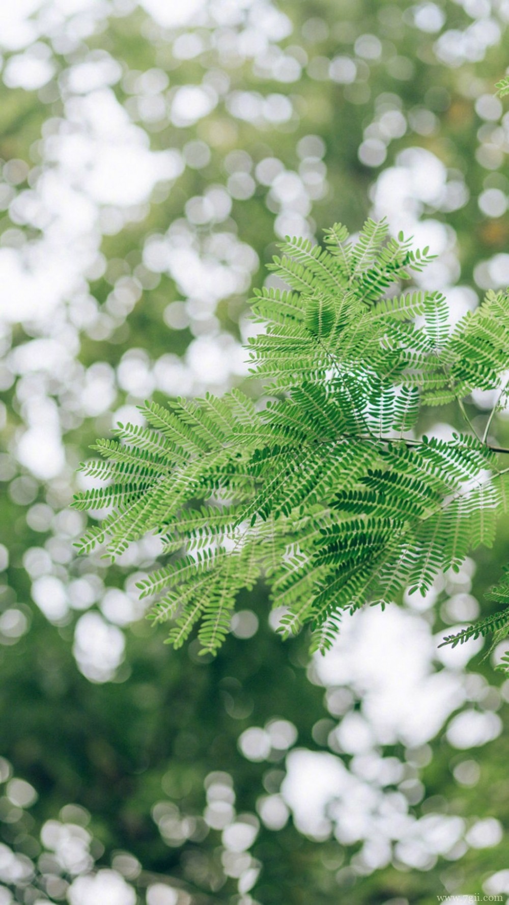 植物唯美意境小清新花朵图片