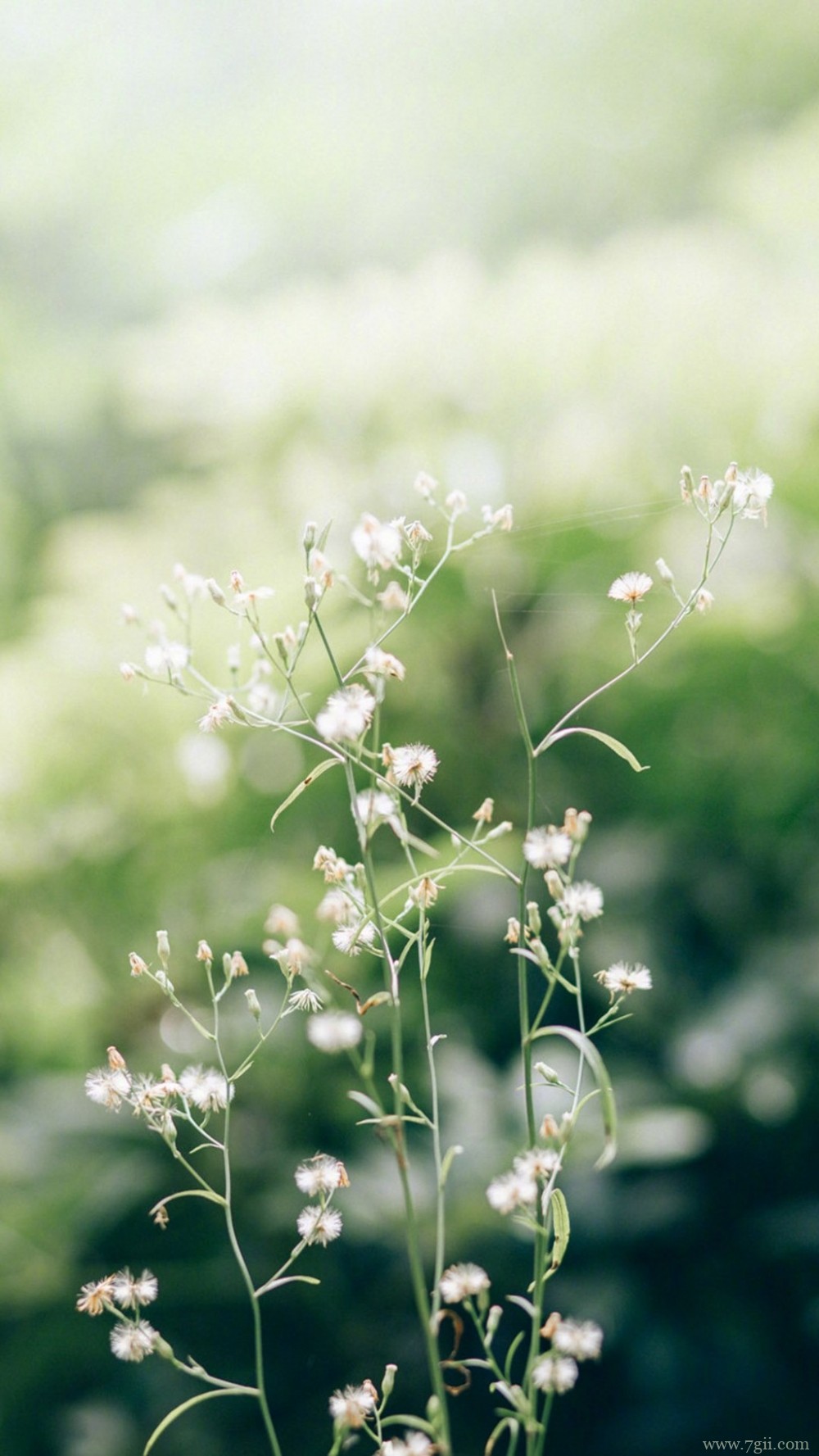 植物唯美意境小清新花朵图片