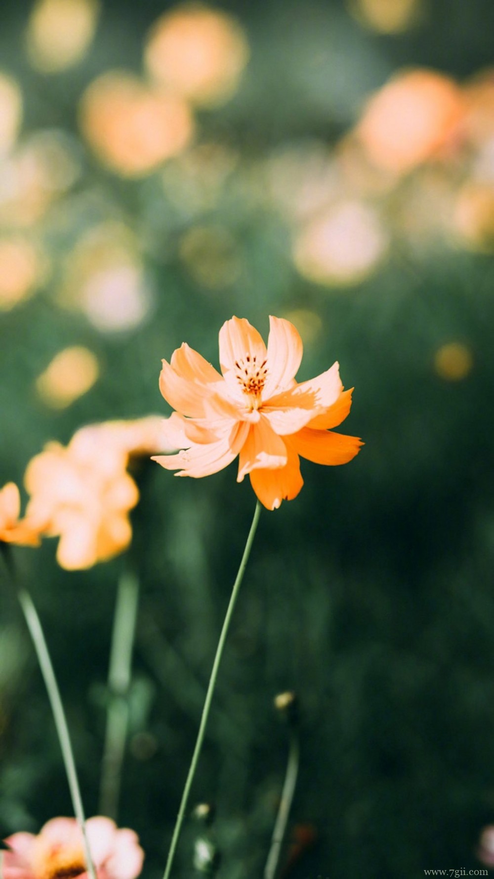 植物唯美意境小清新花朵图片
