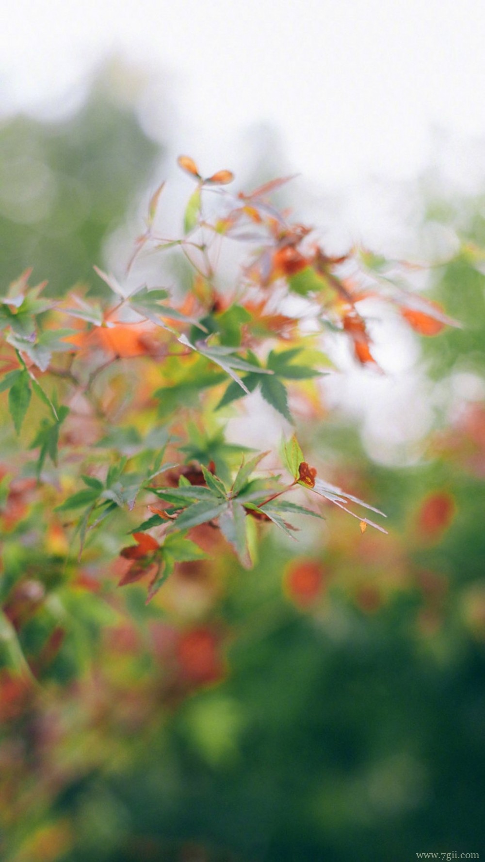 植物唯美意境小清新花朵图片