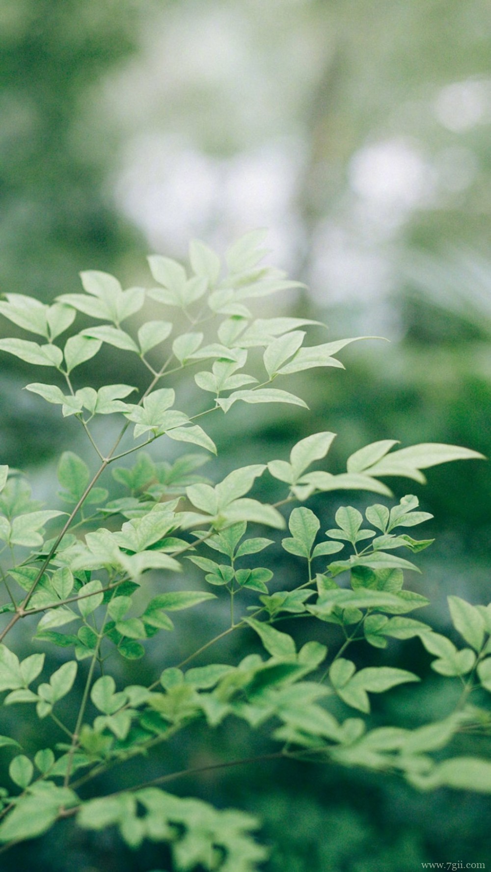 植物唯美意境小清新花朵图片