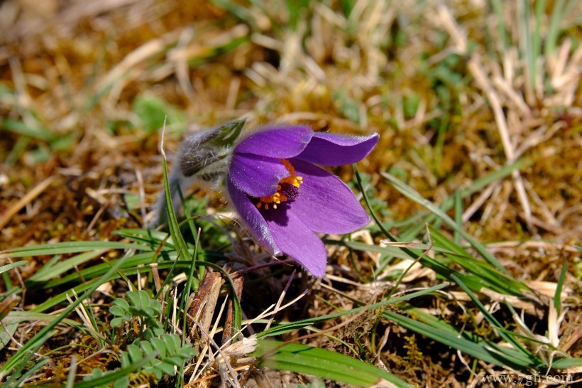 朝鲜白头翁紫色毛茸茸小清新花卉图片