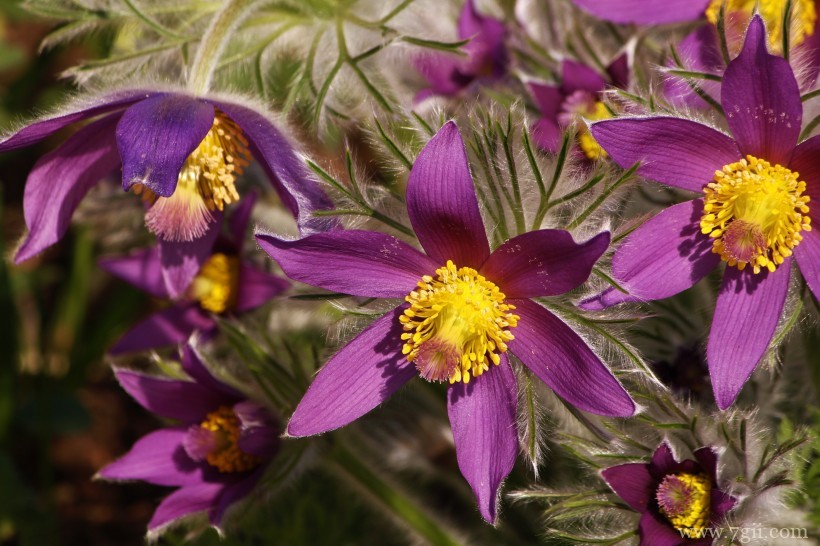朝鲜白头翁紫色毛茸茸小清新花卉图片