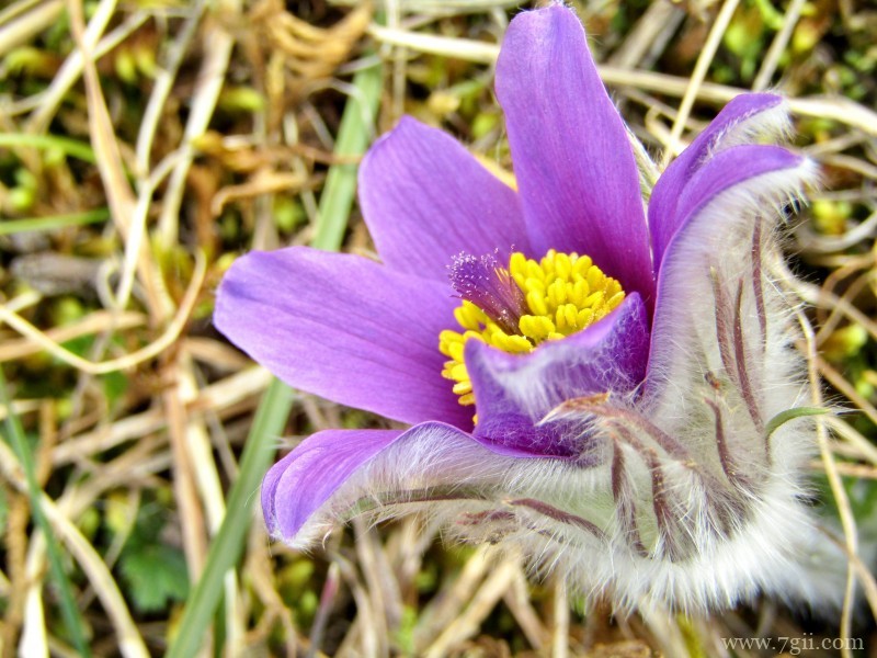 朝鲜白头翁紫色毛茸茸小清新花卉图片