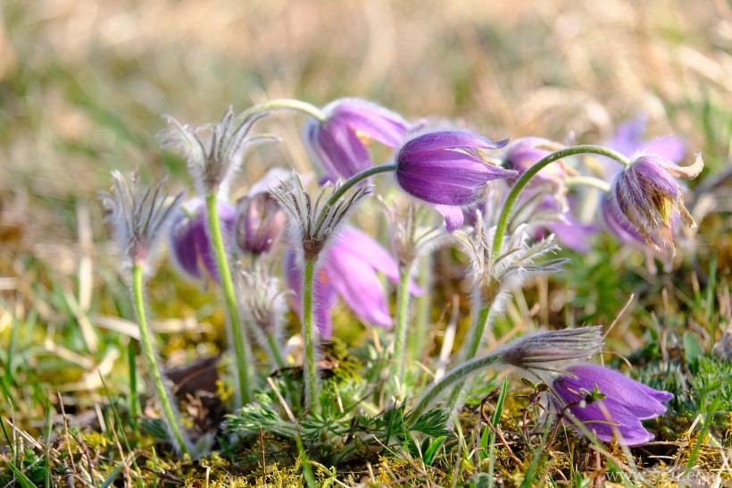 朝鲜白头翁紫色毛茸茸小清新花卉图片