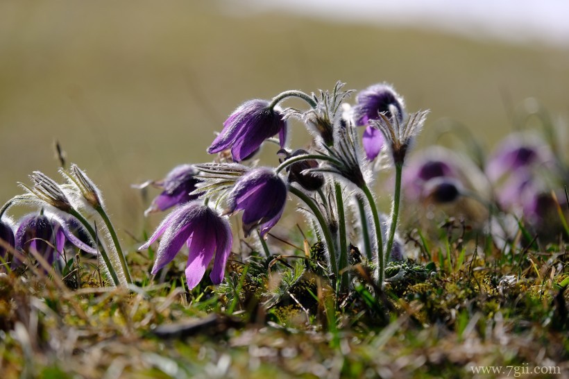 朝鲜白头翁紫色毛茸茸小清新花卉图片