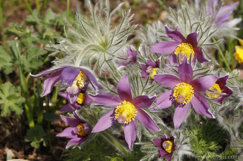 朝鲜白头翁紫色毛茸茸小清新花卉图片