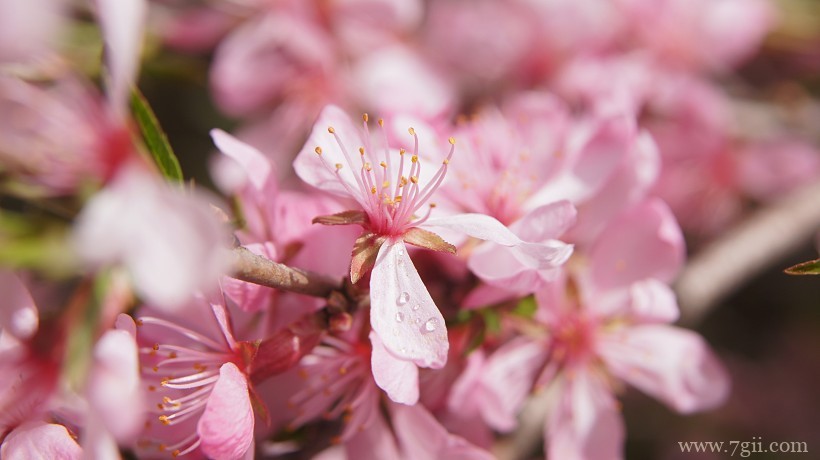 洁白纯洁的唯美杏花高清花卉图片