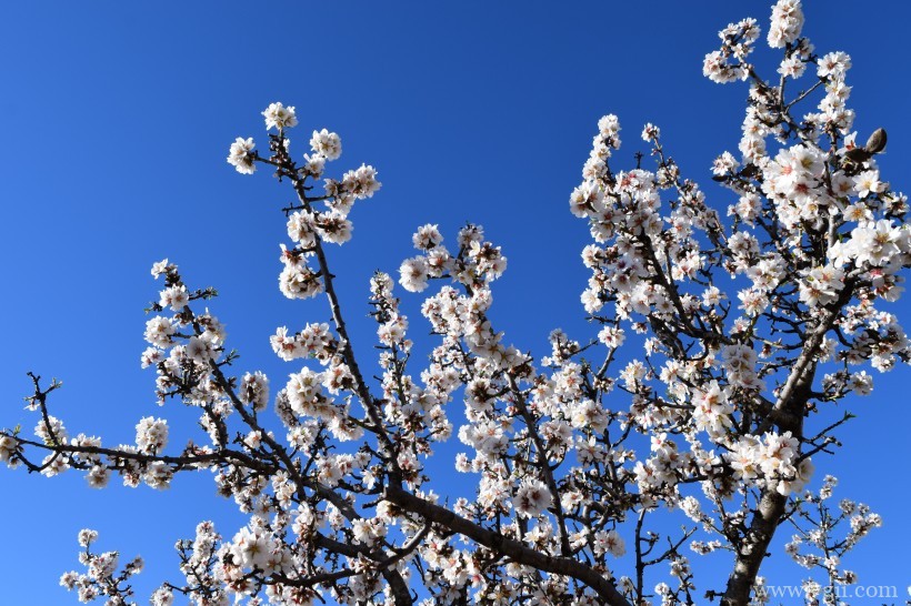 洁白纯洁的唯美杏花高清花卉图片