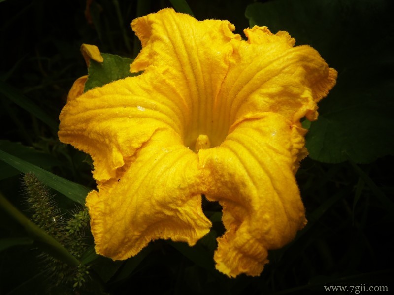 金黄色鲜艳的南瓜花超清花卉图片