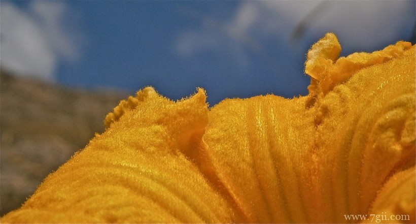 金黄色鲜艳的南瓜花超清花卉图片