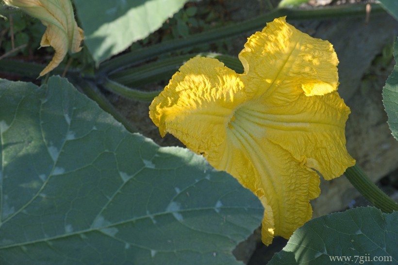 金黄色鲜艳的南瓜花超清花卉图片