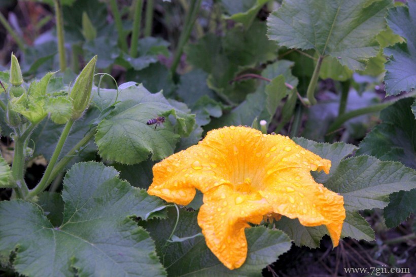 金黄色鲜艳的南瓜花超清花卉图片