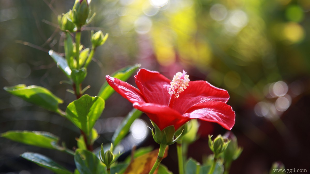 高清芙蓉花图片