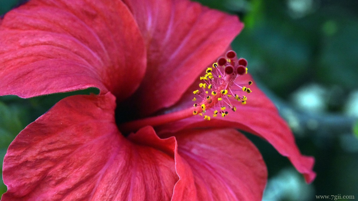 高清芙蓉花图片