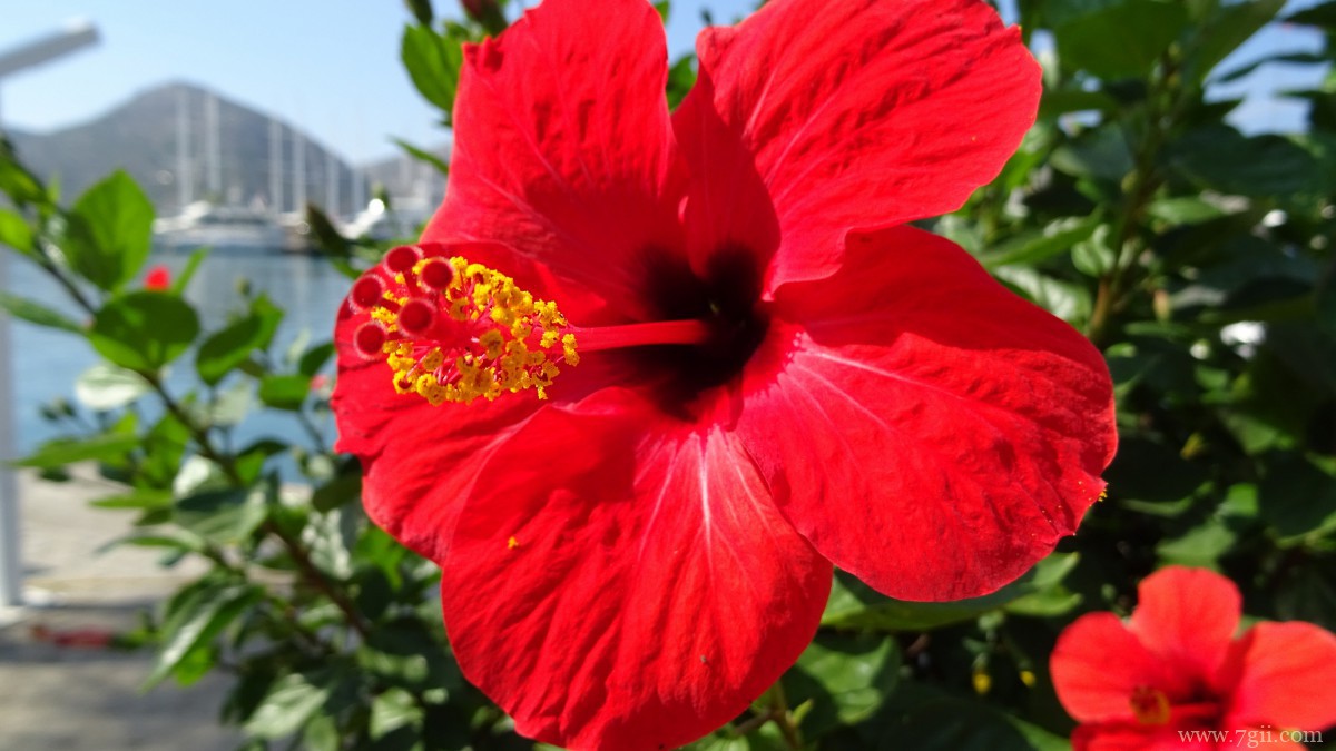 高清芙蓉花图片