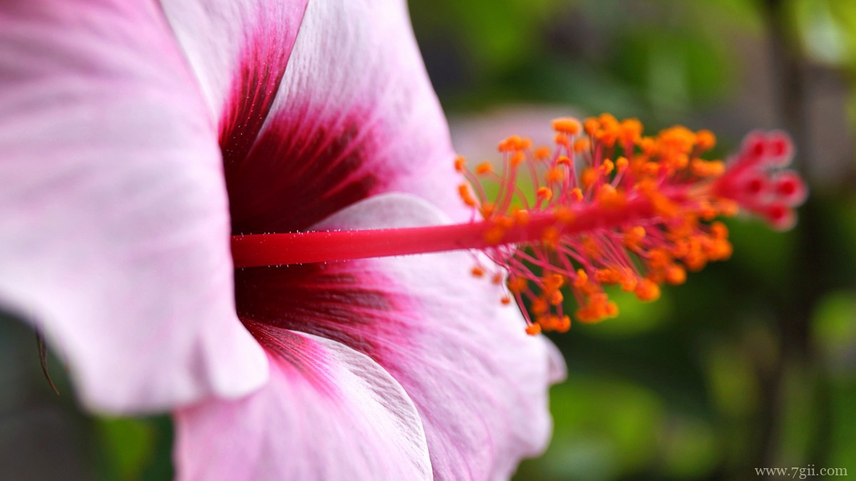 高清芙蓉花图片