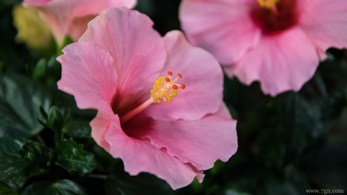 高清芙蓉花图片