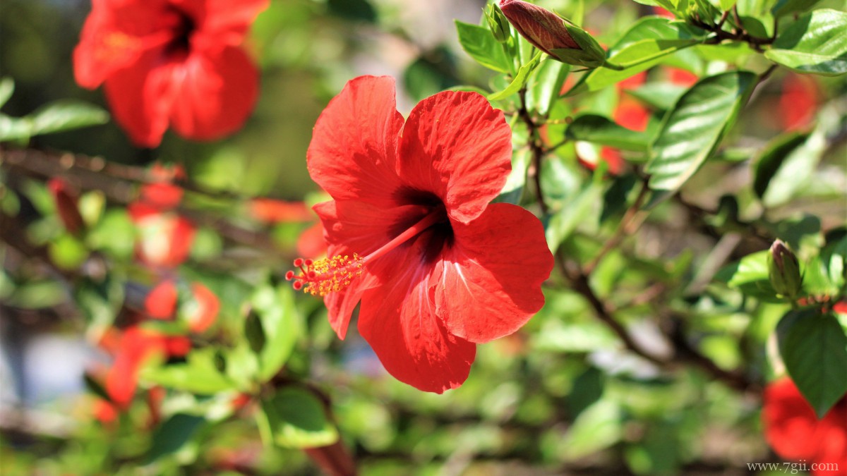 高清芙蓉花图片