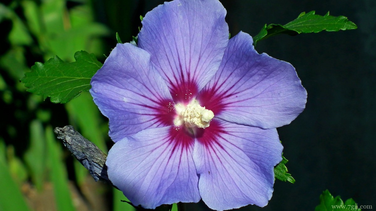 高清芙蓉花图片