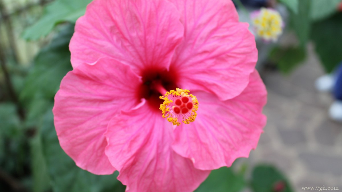 高清芙蓉花图片