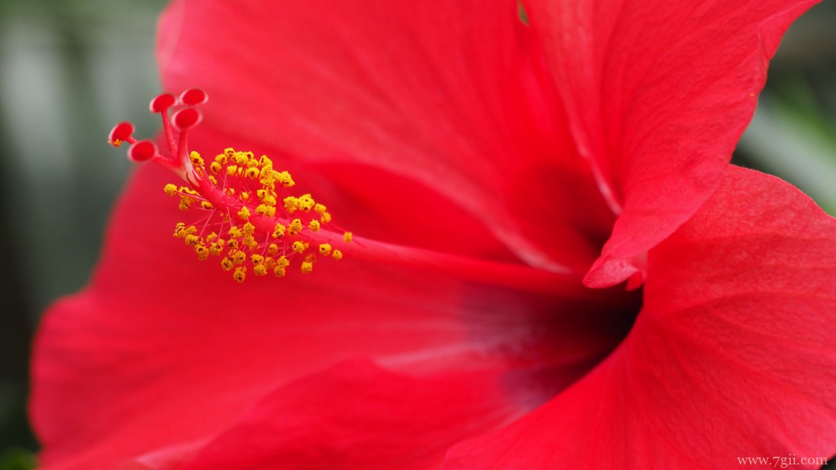 高清芙蓉花图片