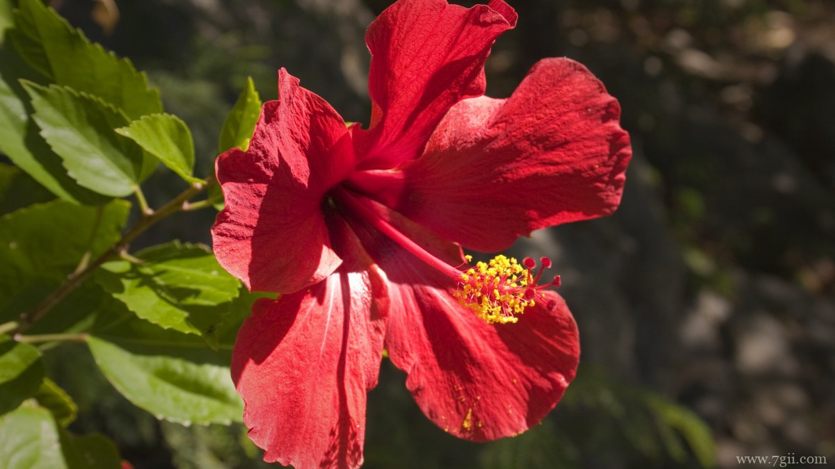 高清芙蓉花图片