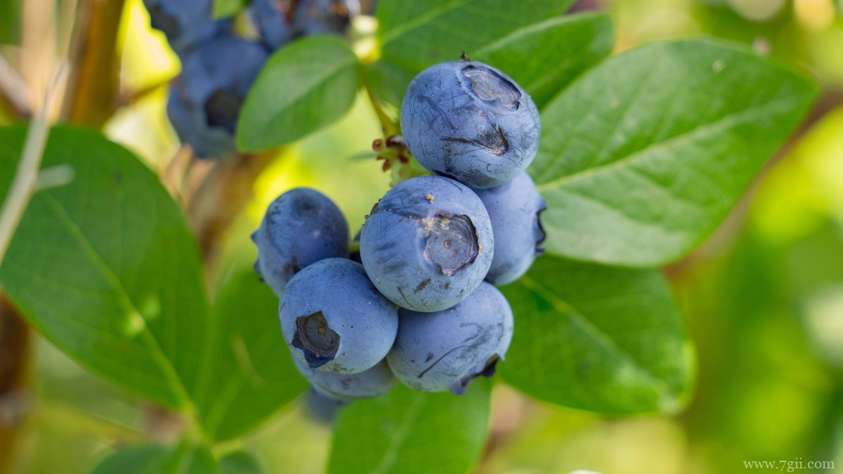 水果蓝莓图片大全