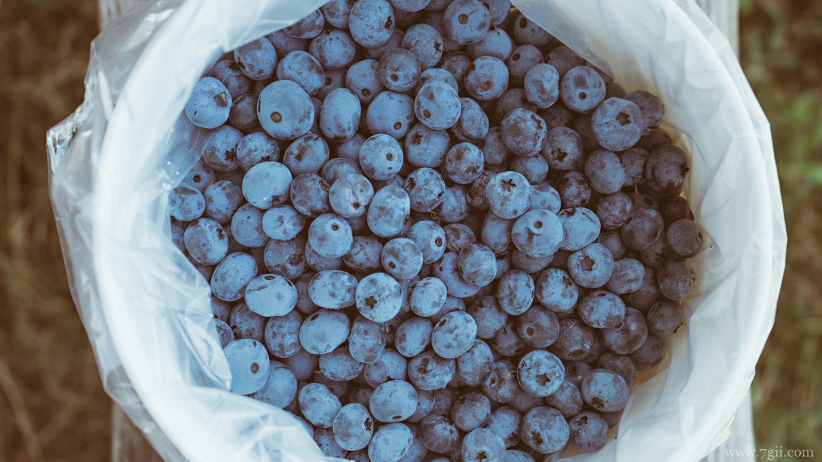 水果蓝莓图片大全