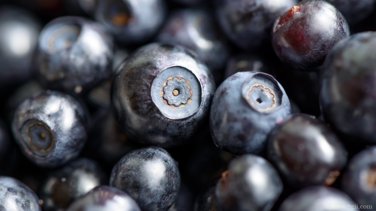 水果蓝莓图片大全